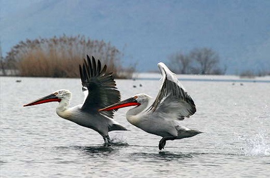 Skadarsko Jezero