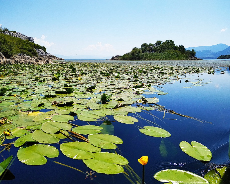 Beauty of Lake Skadar