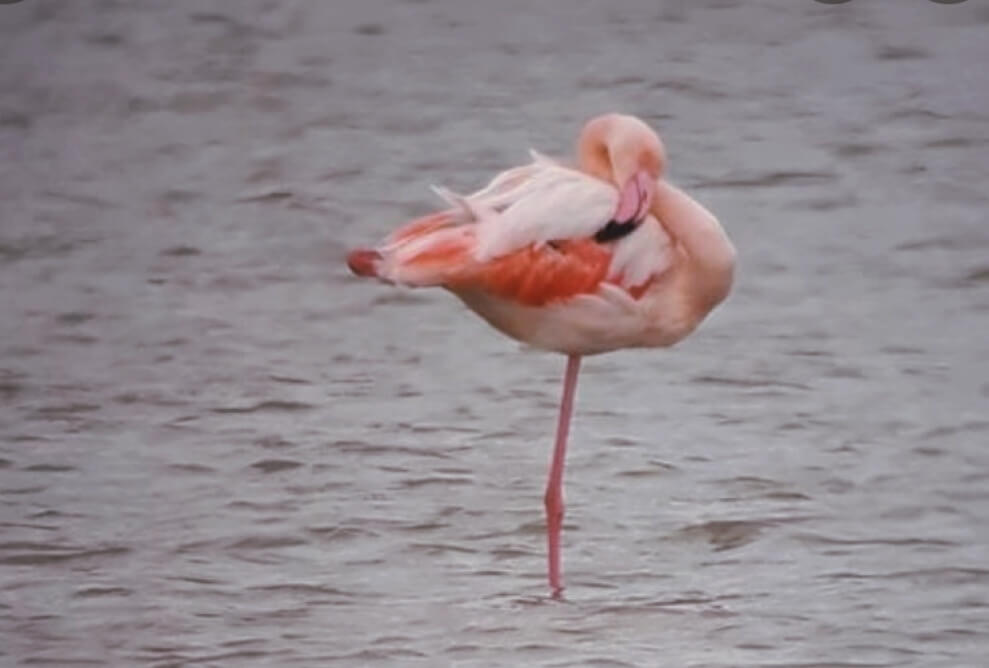 Flamingosi su karakteristični i po tome što gotovo uvjek stoje na jednoj nozi (2)