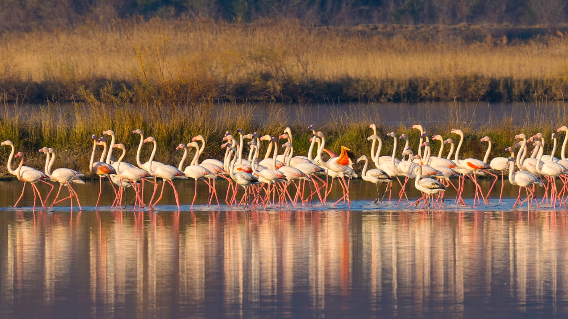 Flamingosi u ulcinjskoj Solani borave svih 12 mjeseci