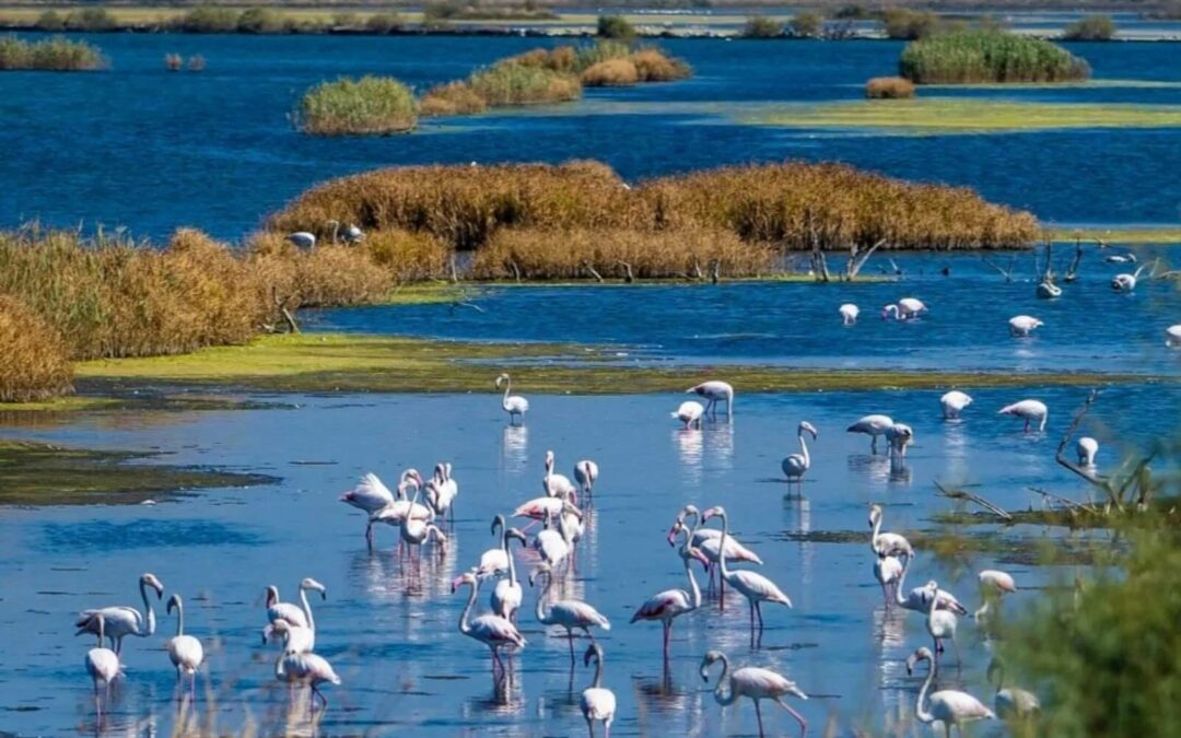 Ulcinj Salina – the kingdom of flamingos and 250 species of birds