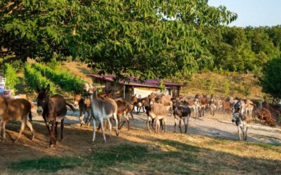 Farma magaraca Martinići: atrakcija za cijelu familiju