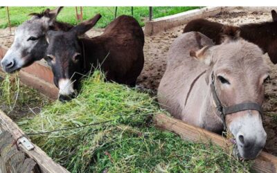 Donkey farm Martinici: an attraction for the whole family