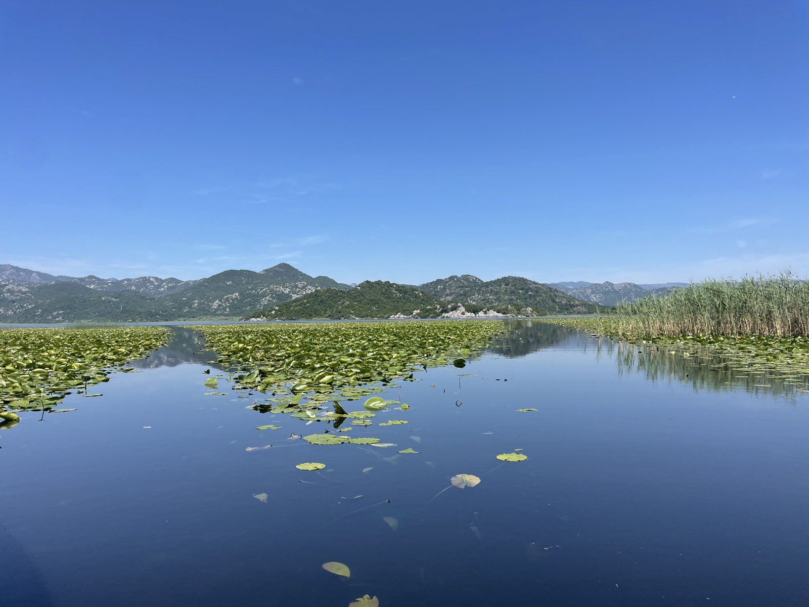 Skadar Lake flora
