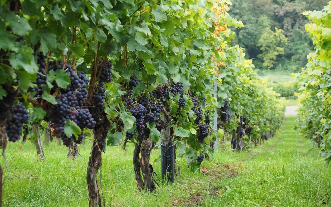 Mythical Wine of Budva