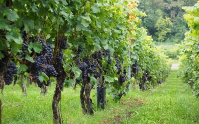 Mythical Wine of Budva