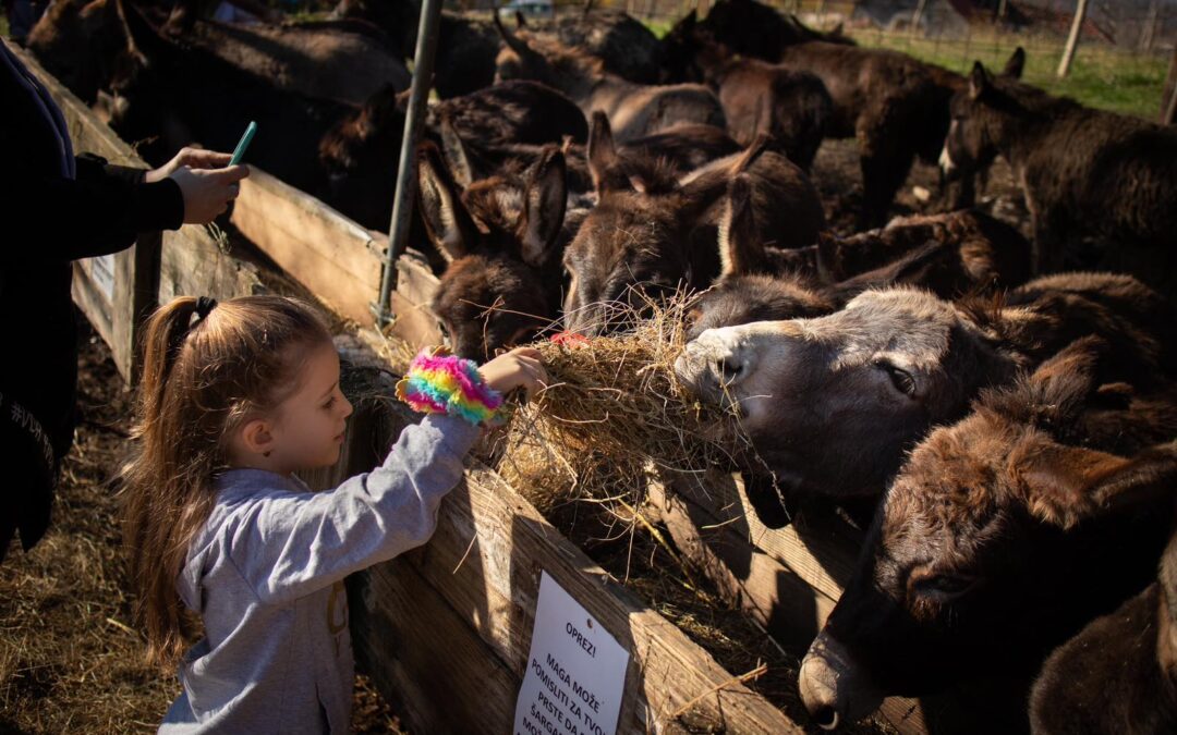 Donkey Farm visited by more than 150,000 people — why the farm near Podgorica is the most visited in the Balkans